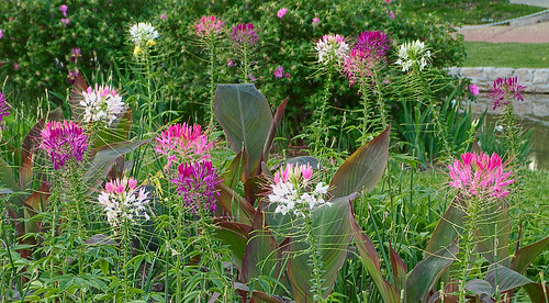 Tower Grove Park, in Saint Louis, Missouri, USA - flowers
