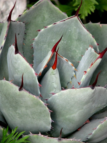 Agave parryi by cactiphobia