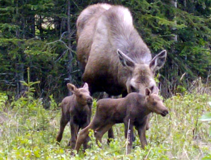 3 moose