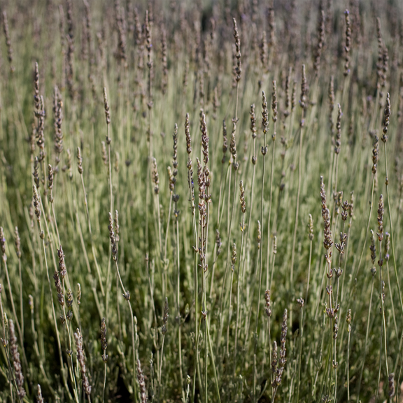 Clairmont Farms Lavender, Los Olivos
