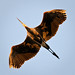Blue Heron Golden Hour Overhead Flight by vidular
