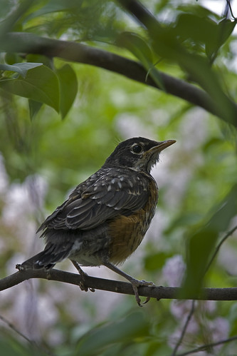 Growing Robin (Young Robin D)