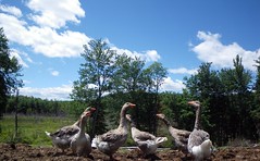 My gaggle of geese