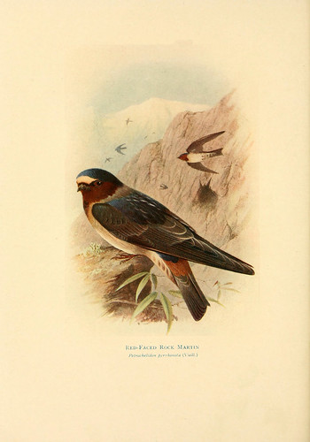 018- Golondrina del acantilado-Birds of La Plata  1920