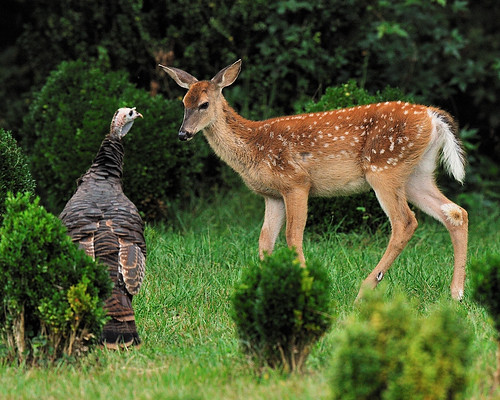 Confrontation: Fawn and Turkey