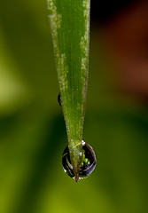 Grass Droplets 1