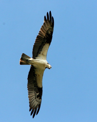 Osprey Overhead20091028