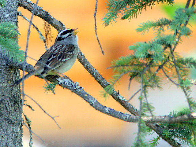 White-crowned Sparrow 20110617