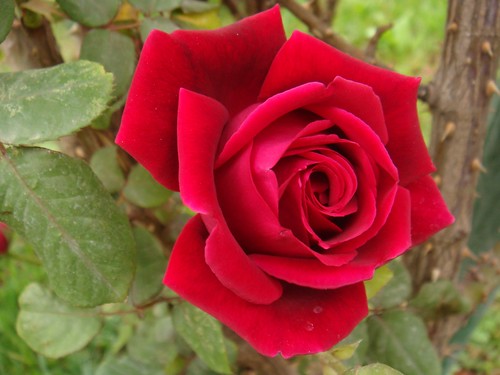 Pictures Of Roses With Thorns. The rose has thorns only for