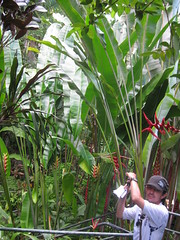 Heliconia, Hawaii Tropical Botanical Garden