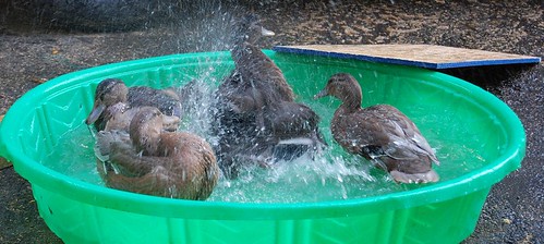 splashy ducks2
