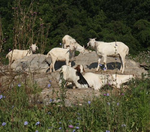 Goats relaxing on the rocks