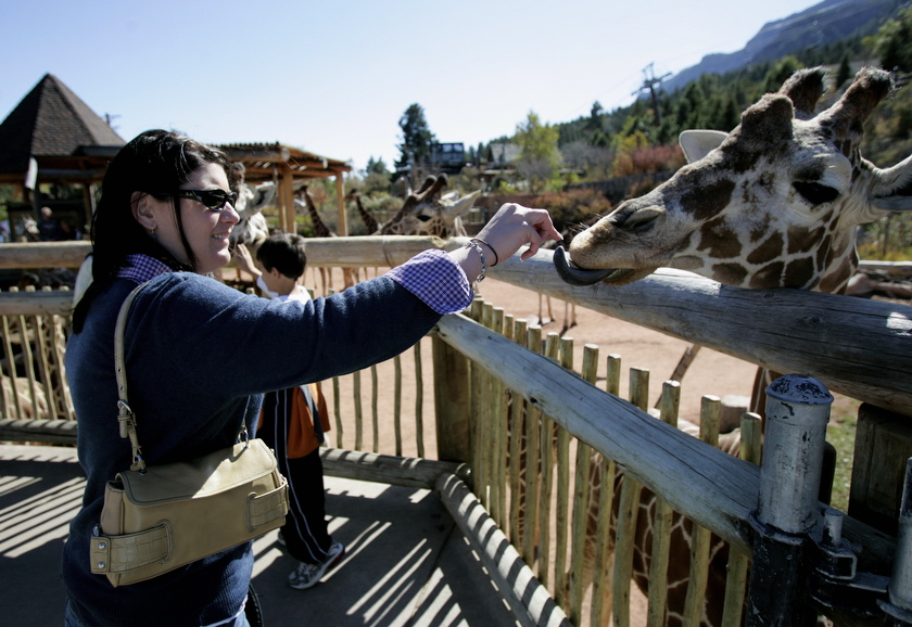 Ashley Feeding Giraffe