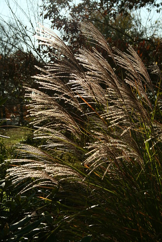 the grasses will be beautiful all winter