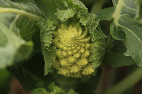 Cauliflower : Romesco
