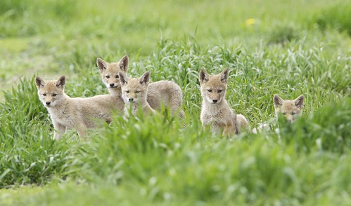 coyote pups by Mark/MPEG (Midwest Photography Enthusiasts Group)