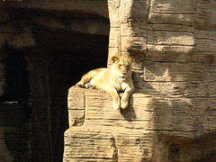 Lioness sunning herself