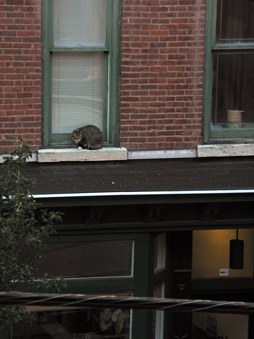 cat outside a window, one floor up