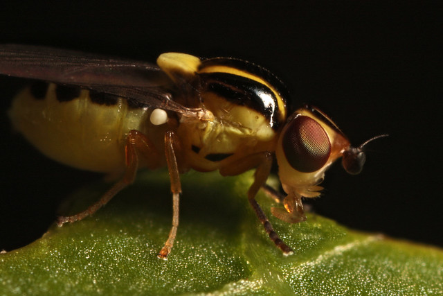 Frit Fly (Thaumatomyia sp.)