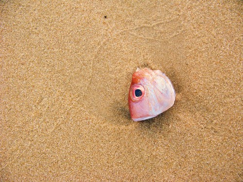 Fresh fish head - Otres Beach, Cambodia