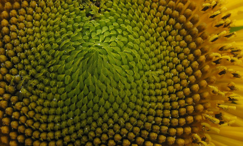 Fibonacci Numbers In Nature. with Fibonacci numbers by