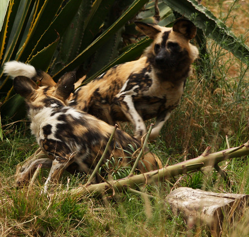 African Hunting Dogs 