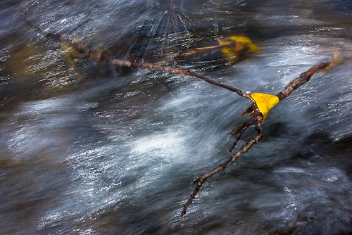 Leaf, twig and river