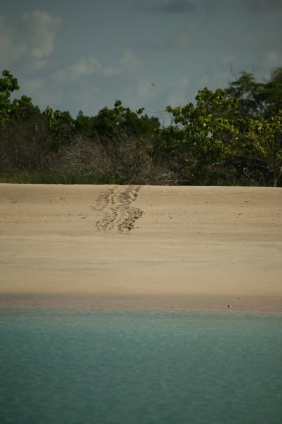 turtle tracks during nesting season