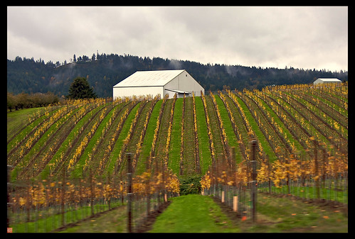 On our roadtrip this weekend to wine country/Willamette Valley Oregon