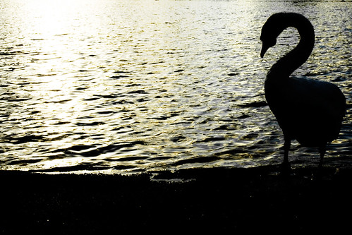 Cisne a contraluz. Swan against the light.