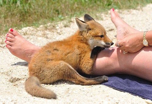 red fox sitting. Red Fox Kit and Human -