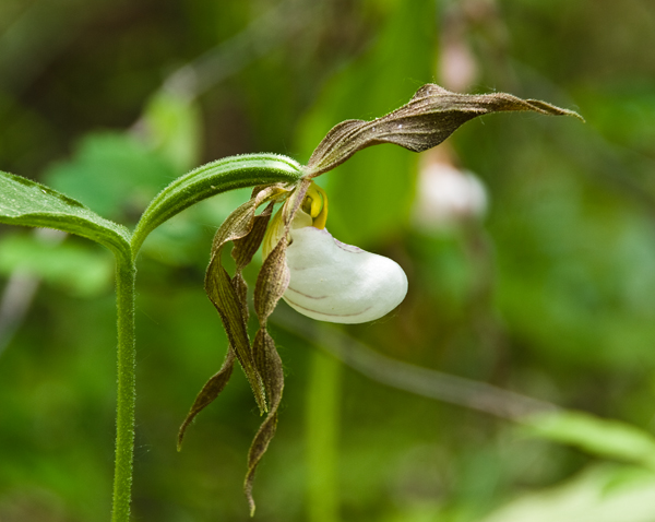 Mountain ladyslipper orchid