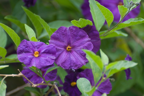 Purple Solanum