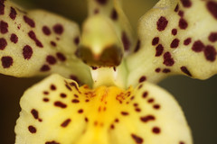 Gaze into the orchid's mouth