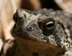 toad detail