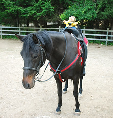 Phileas goes horseback riding