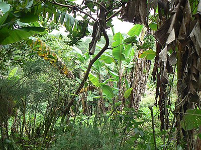 jungle et bananiers du Chiapas.jpg