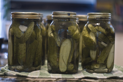 Dill Pickles, year 2