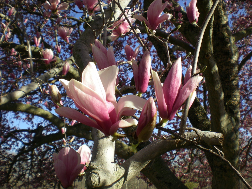 Spring at Caledon Natural Area