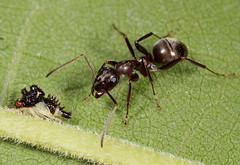 Carpenter ant tending treehopper