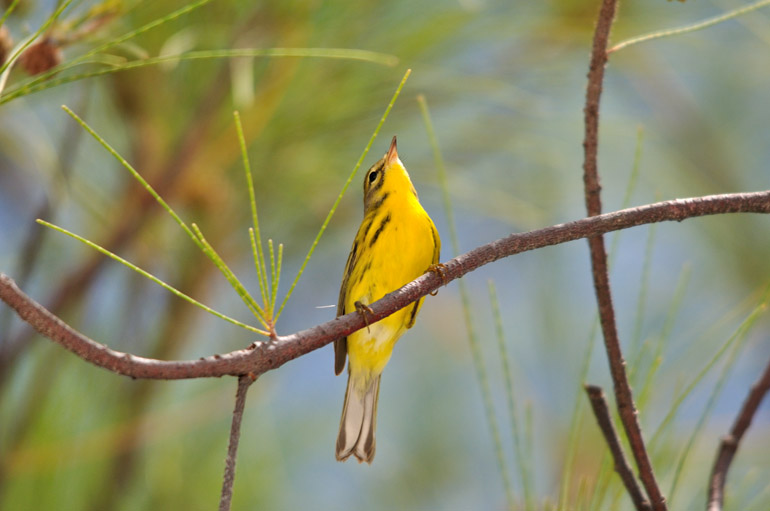 yellowbird_0206