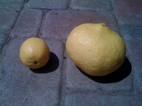 Mini (lemon) me and Andre the Giant (lemon)