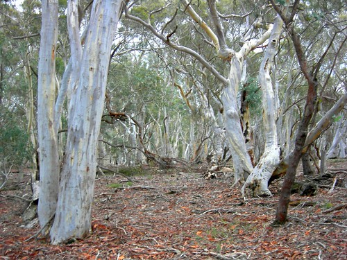 Ghostly gums by Alison