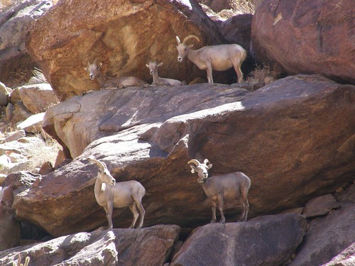 photographs taken during 39th annual sheep count at anza borrego desert