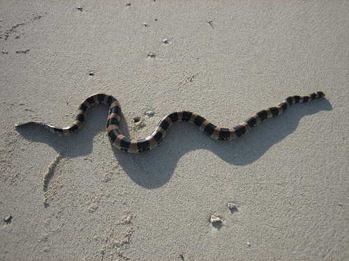 Ilot Mato: sea snake on the beach