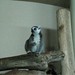 Taipei Zoo Lemurs 3