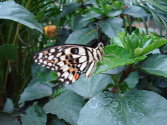 London 2009- Butterflies Jungle