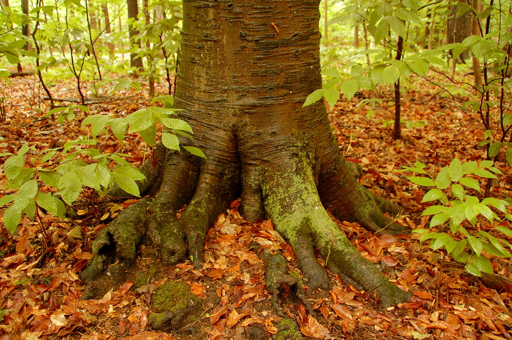 2009Jun - NY Trip - Sacred Grove Tree