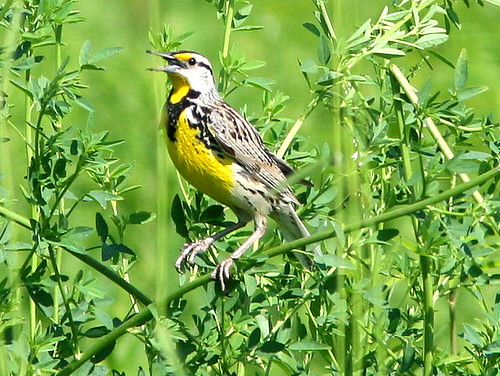 Eastern Meadowlark 2-20090622