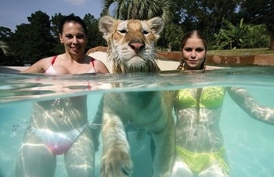 Swimming_with_Tigers_05